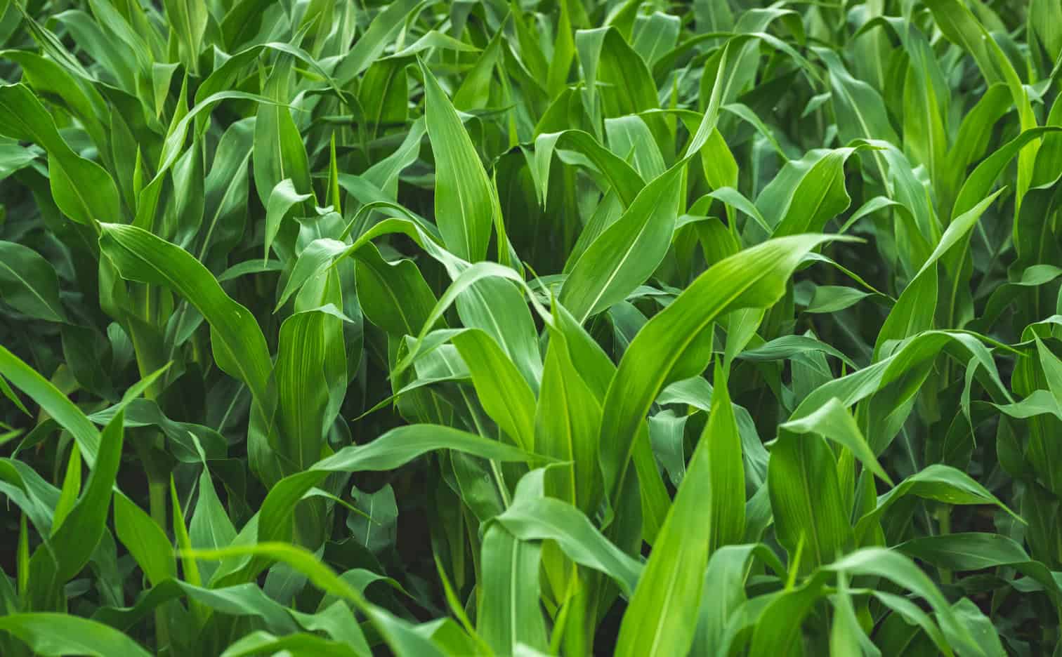 What fertilizer for corn