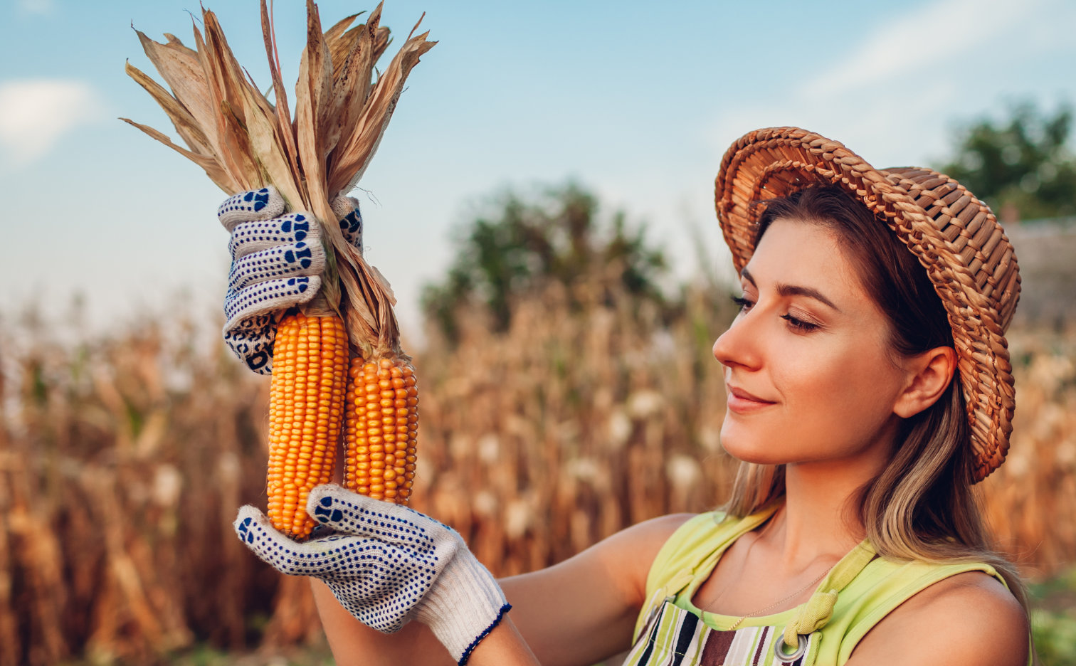 Corn varieties