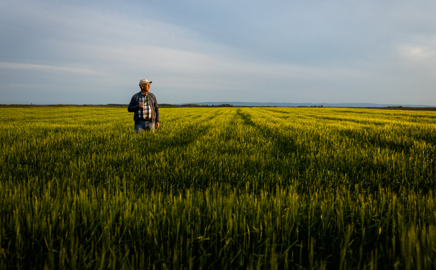 Fertilization calendar - why are the dates of fertilization of cereals so important?