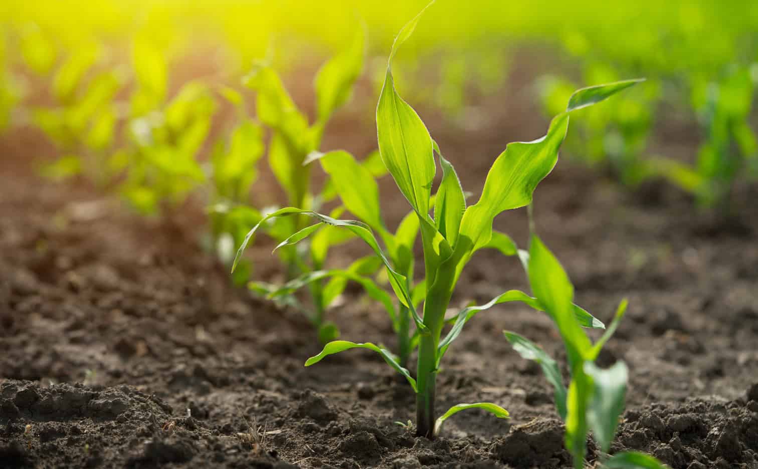 Maize foliar fertilization