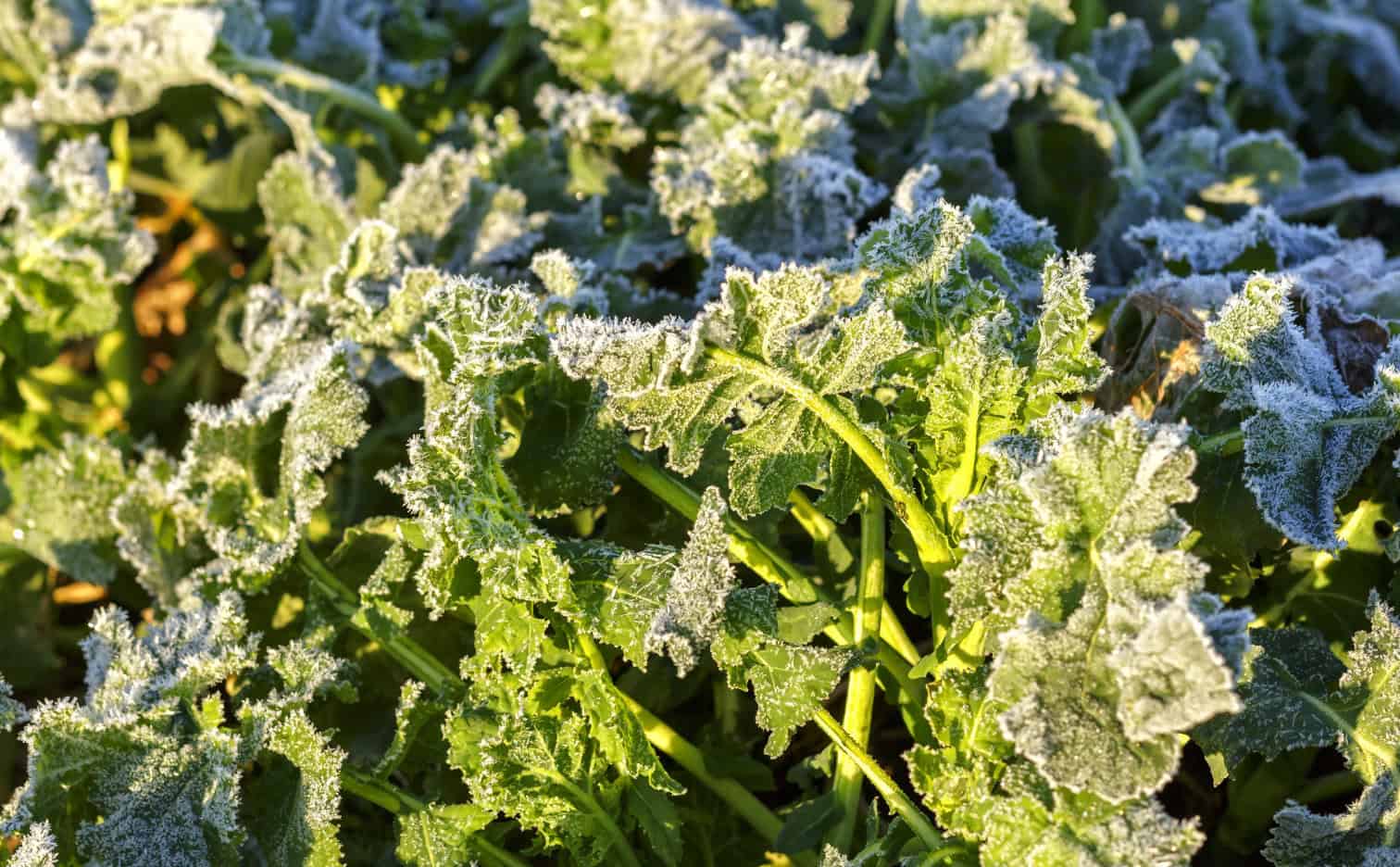 Fertilizing winter oilseed rape - how to do it right?