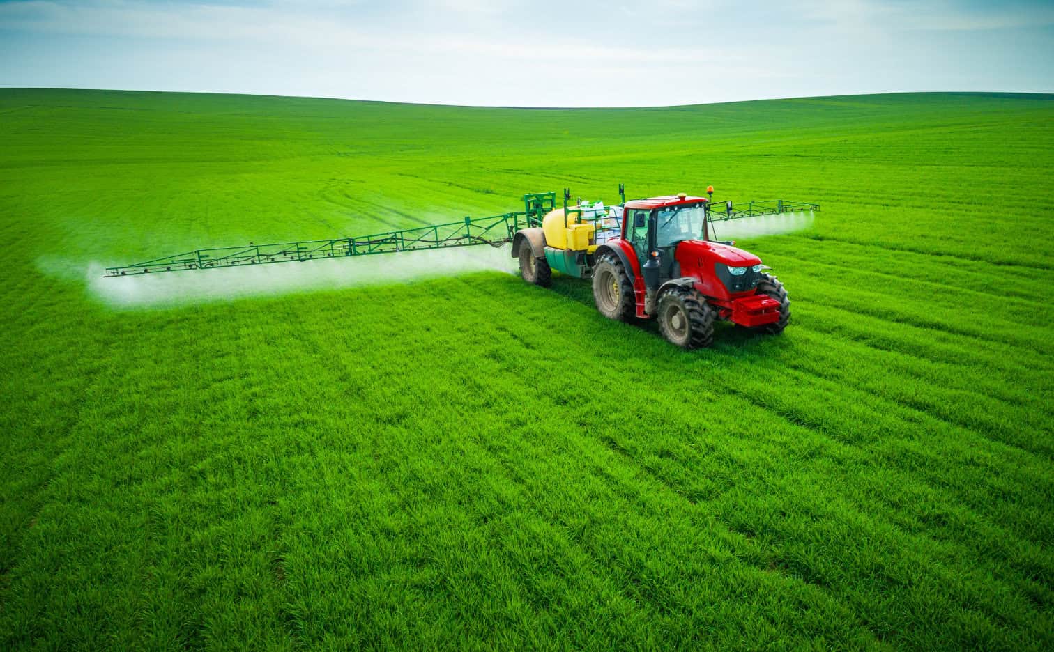 Wheat fertilizer - which one to choose?