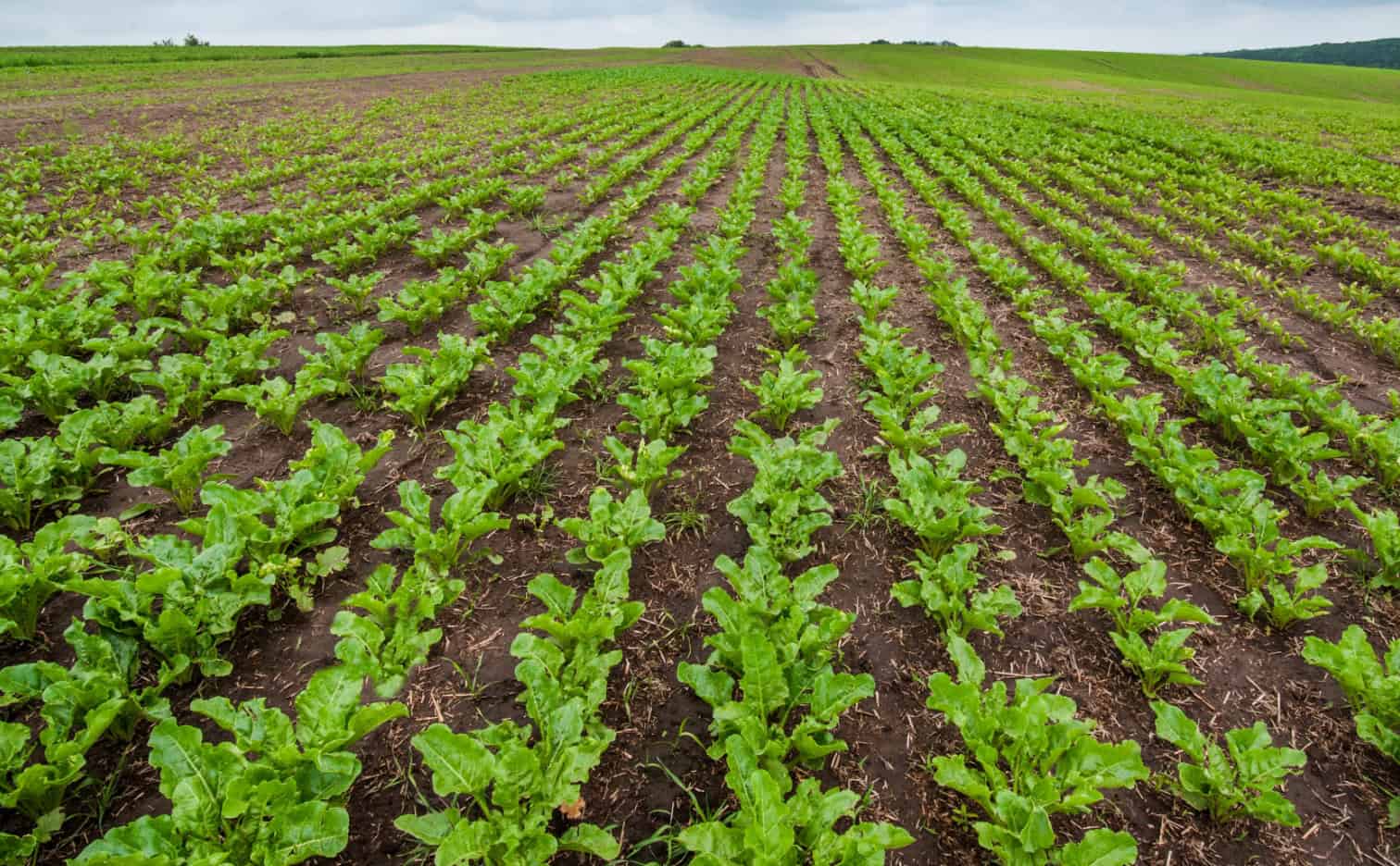 dr green Preparation of the position and optimal fertilization of sugarbeet
