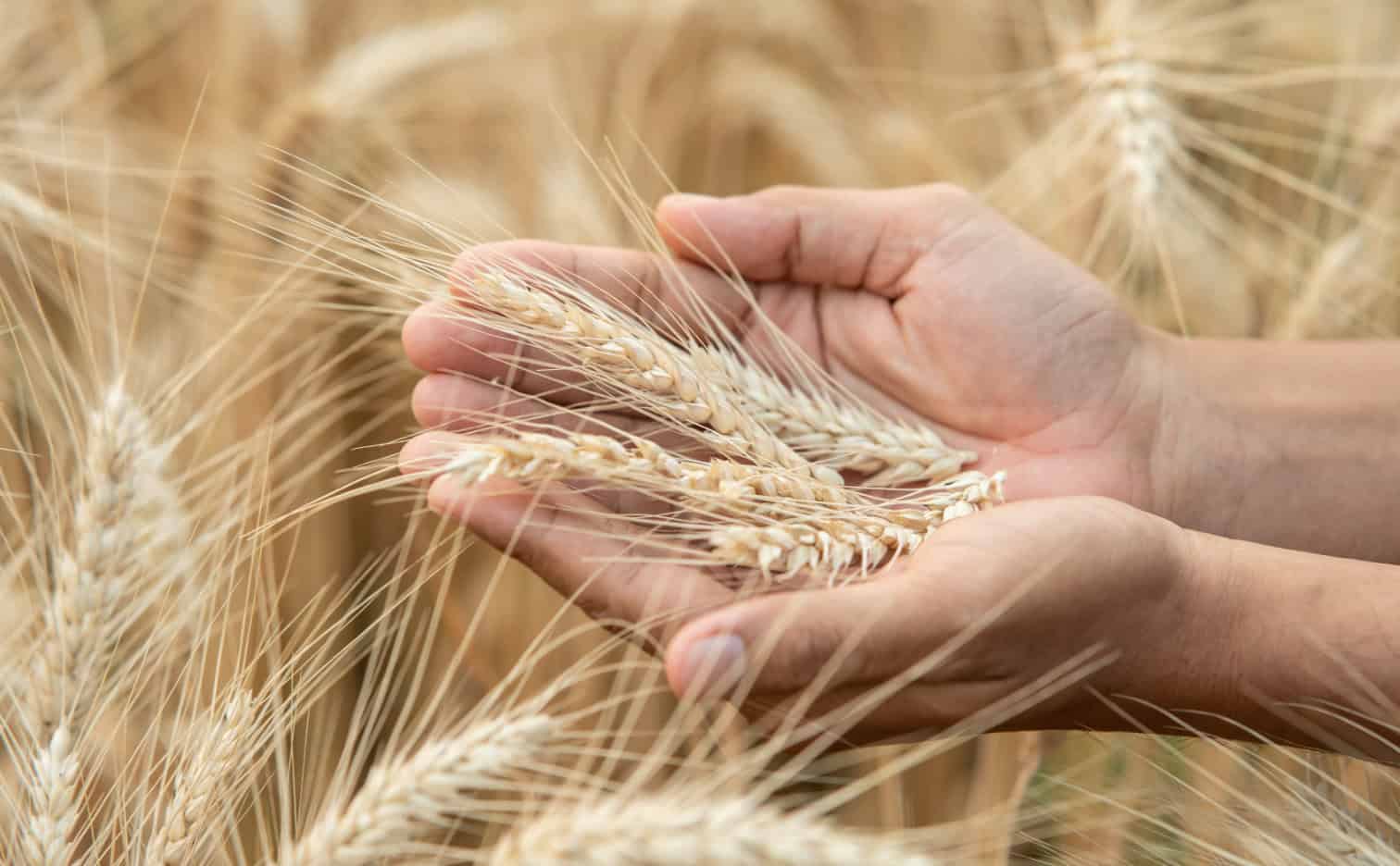dr green Sowing, cultivation and fertilization of spring barley