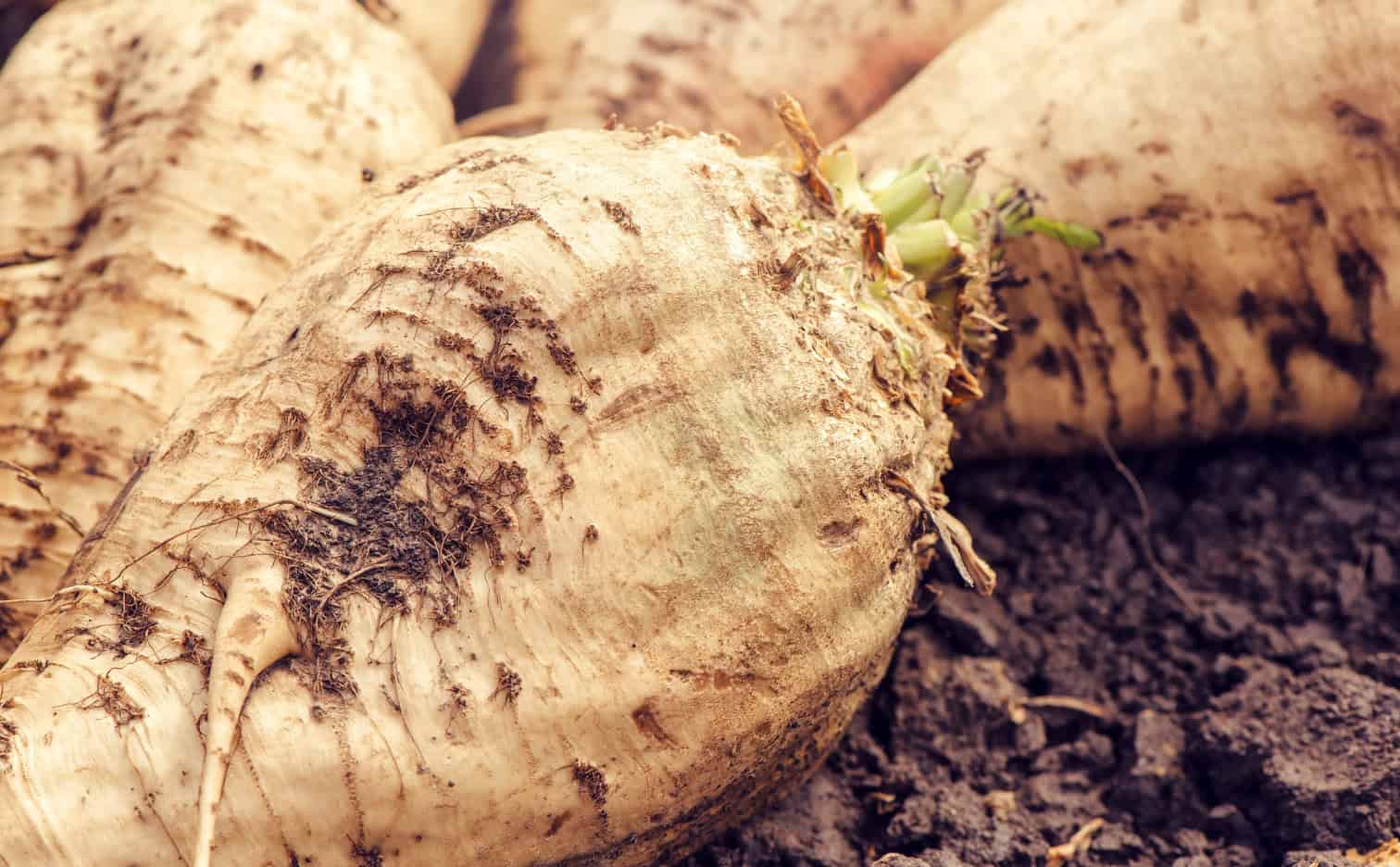 Growing sugarbeet