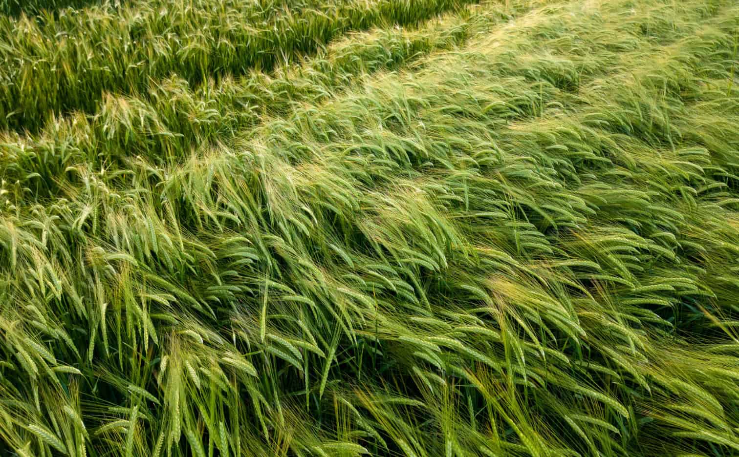 Triticale cultivation and fertilization - what is worth knowing?