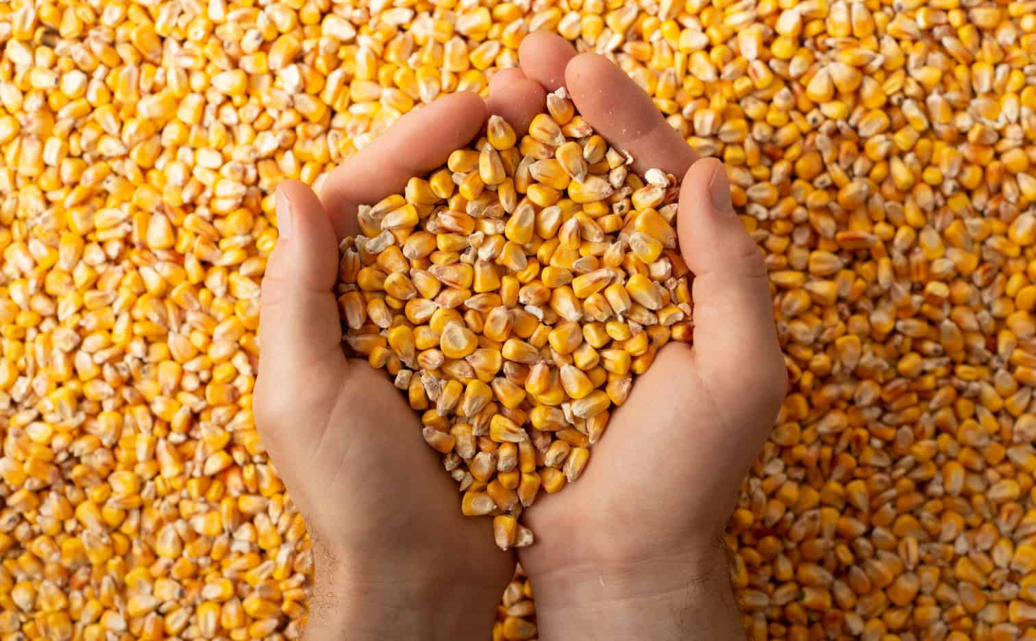 Growing maize for grain