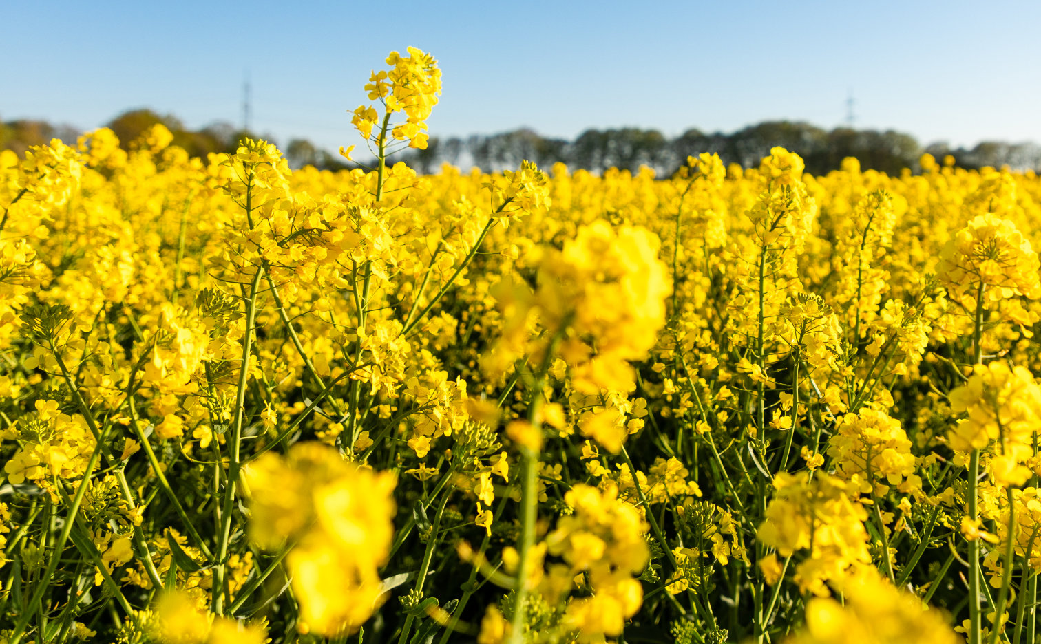 Growing winter oilseed rape step by step